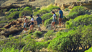 A Group of French Parthouzés in Nature