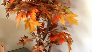 Midday BJ By Rane Revere Clip#1