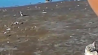 Amateur Latina Flashing Pussy and Ass River Bank