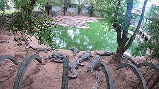 Crocodile feeding and pussy pleasing