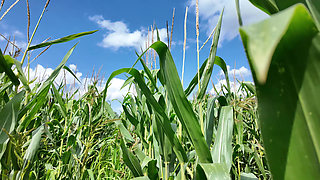 Rea takes me to a cornfield to fuck her