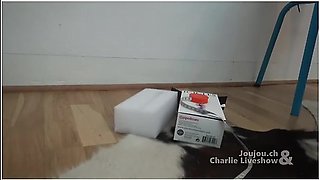 Glass Dildo In Her Ass