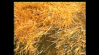 Kaitlyn the Whore in Disguise (film)