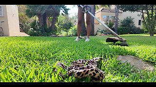 Solo Video of the Month