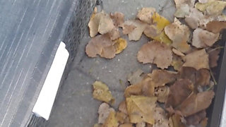 Sexy Bare Feet Crunching Dry Leaves
