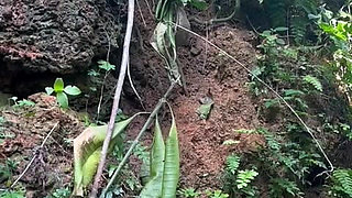 Home Made Butt Plug Dildo Fucking Outside the House Stilankan Stepmom