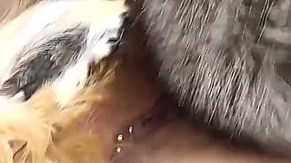 Fuck Fur, Squirt and Pee on Fur