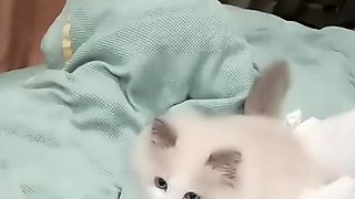 Big boob brunette masturbates on webcam