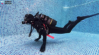 Distracted Underwater: Toys Locked in During Dive