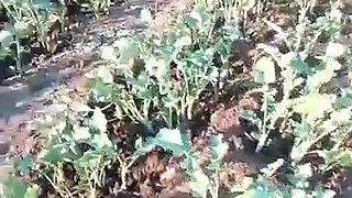 African amateur naked in the bush