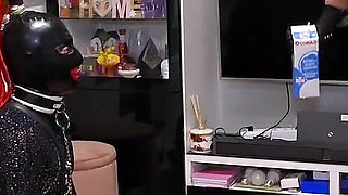 Stella's Cat Training