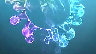 Two Mistresses in Nylon Pantyhose and Without Panties.