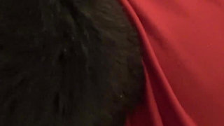 Gia Lovely Pregnant and Pounded Again 4K