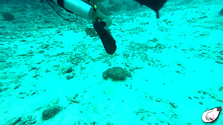 Supergirl Meets the Horniest Octopus in Bonaire