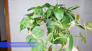 July Plants