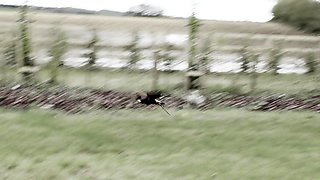 Brunette Has Hot Sex With Stud