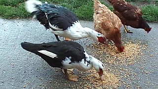 Ginger French doll gives all her holes to this horny cowboy