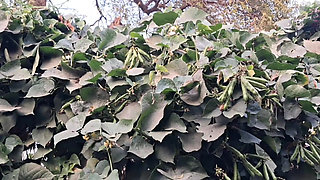 Stepsister and her friend