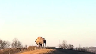 Road Trip Gone Wild Flashing and Fucking Everywhere!