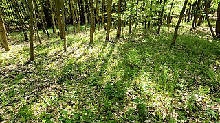 Ass, Pussy and Tits Whipping in the Woods