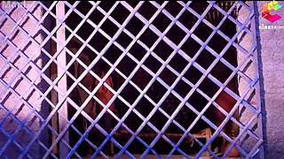 Indian Giddh Bhoj Sparks Hardcore Passion