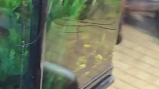 Cute 19 Year Old Blonde Riding Excersize Bike with Massive Dildo